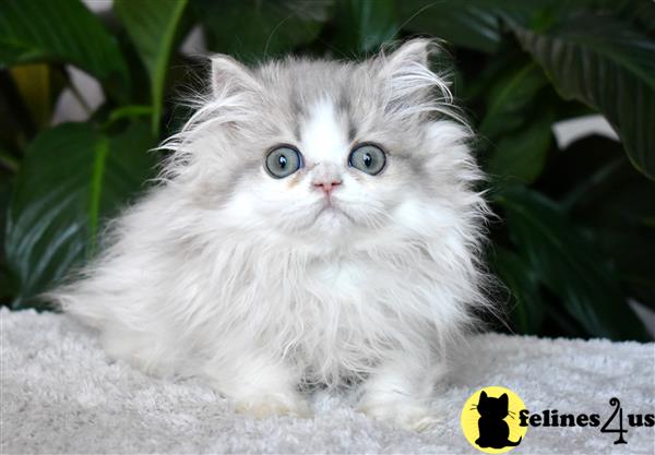 thechubbyfacedcat Picture 1